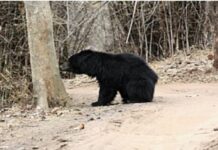 उत्तराखंड, भालू का आतंक महिला पर फिर किया हमला घायल महिला