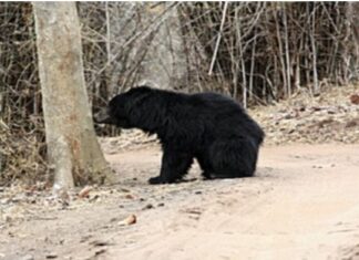 उत्तराखंड, भालू का आतंक महिला पर फिर किया हमला घायल महिला